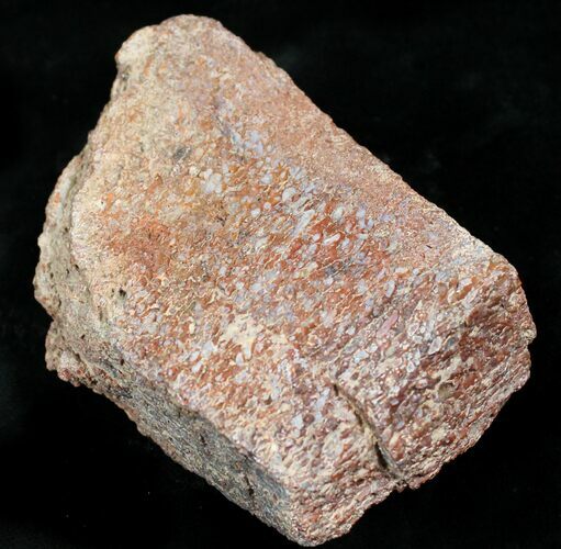 Rough Agatized Dinosaur Bone - Ounces #25529